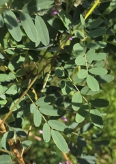 Indigofera australis, photograph (c) Ian Rainbow, some rights reserved (CC BY)