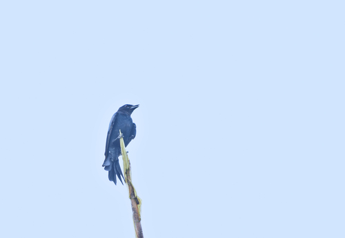 Large-billed Crow