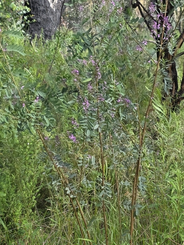Indigofera australis, photograph 6