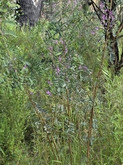 Indigofera australis, photograph (c) Ian Rainbow, some rights reserved (CC BY)