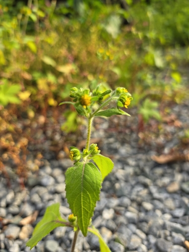 Sigesbeckia pubescens