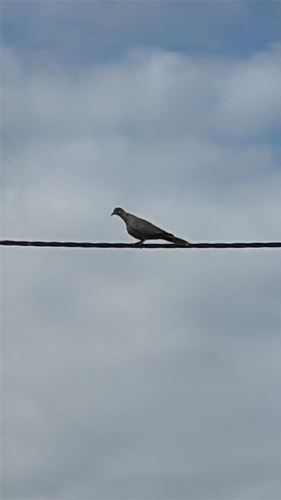 Eurasian Collared-Dove