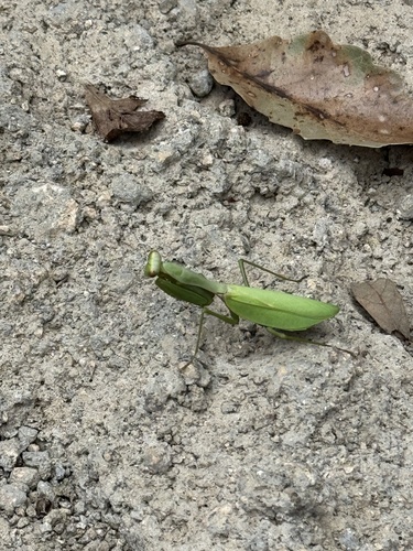 Chinese Reddish Mantis