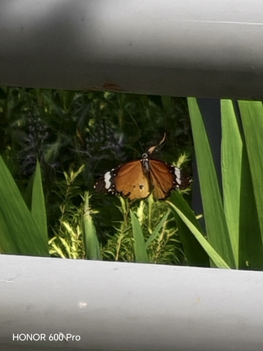 Plain Tiger Butterfly
