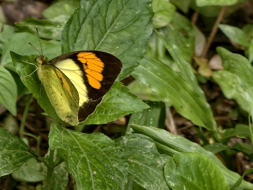 Yellow Orange Tip