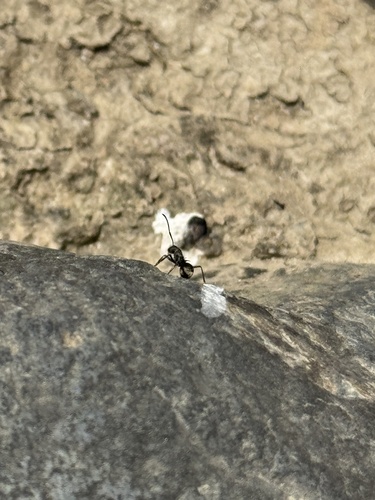 Rich Spiny Sugar ant