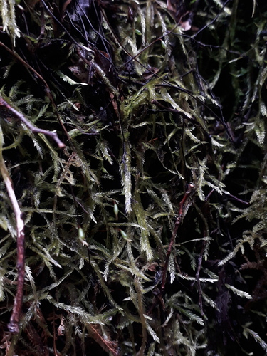 Catagonium nitens observed 2026-09-19