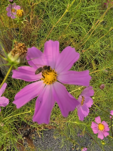 Western Honey Bee