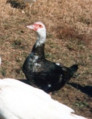 Cairina moschata domestica