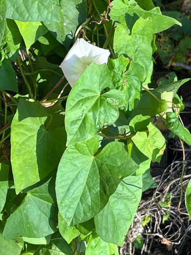 hedge bindweed