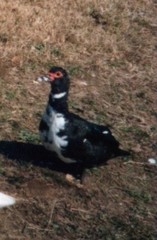Cairina moschata domestica