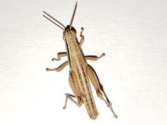 Aptenopedes sphenarioides