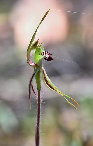 Small Spider-orchid