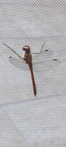 Common Darter