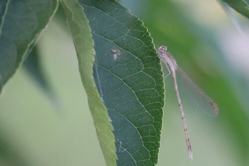 Siberian Winter Damsel