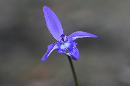 Waxlip Orchid
