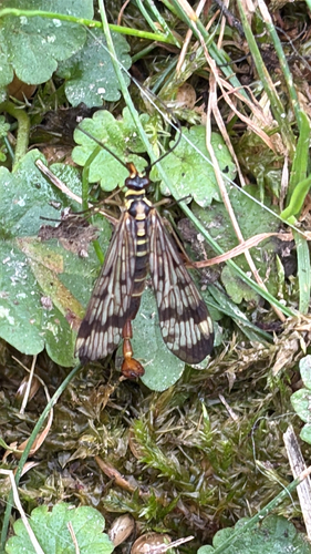 Common European Scorpionfly