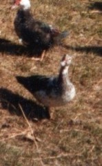 Cairina moschata domestica