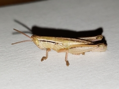 Aptenopedes sphenarioides