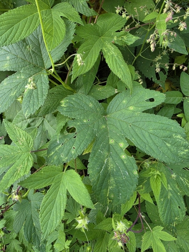 Japanese Hops