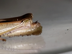 Aptenopedes sphenarioides