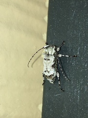 Leptostylus asperatus