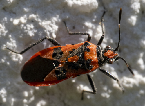 Spotted Firebug