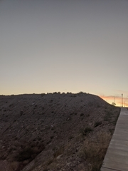 Chordeiles acutipennis