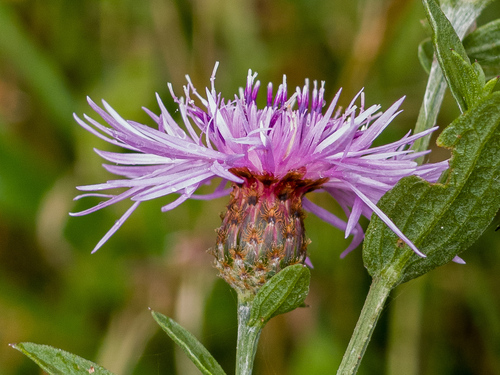Tyrol knapweed