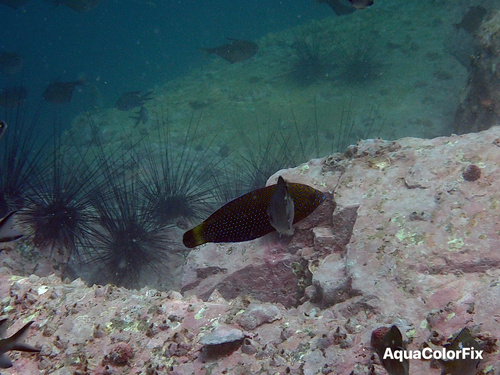 Anampses caeruleopunctatus observed 2026-09-19