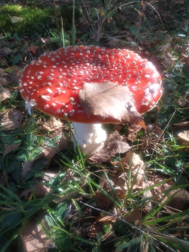 Fly Agaric
