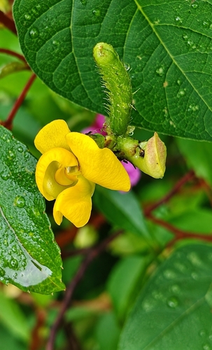 Vigna radiata observed 2026-09-19