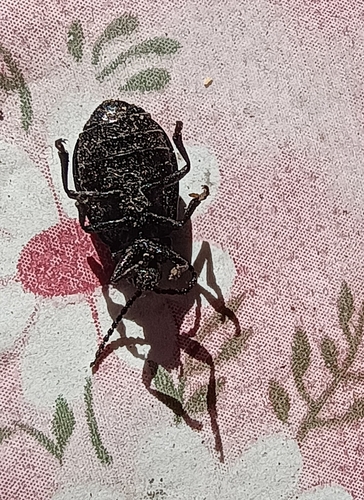 black-punctured leaf beetle