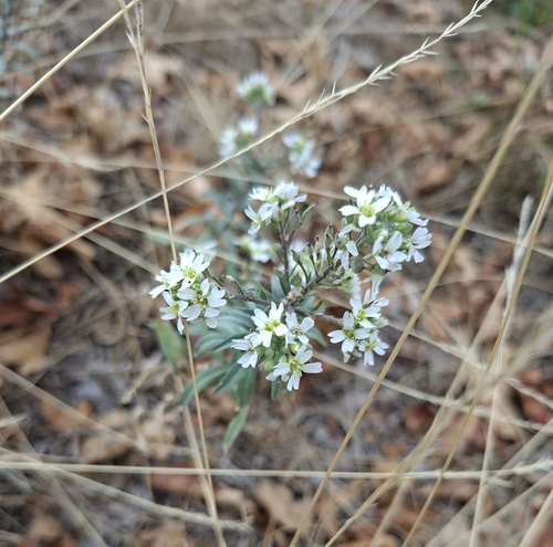 hoary alyssum
