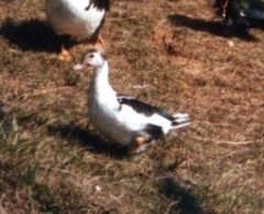 Cairina moschata domestica