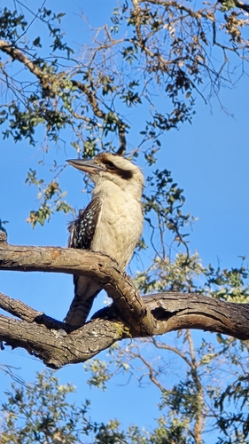 Laughing Kookaburra