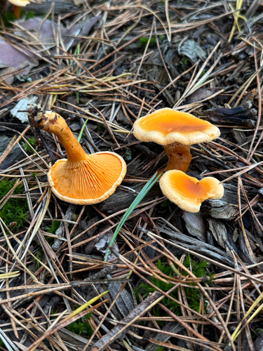 False Chanterelle