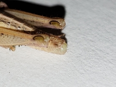 Aptenopedes sphenarioides