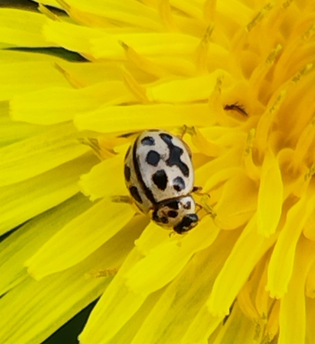 16-spot Ladybird