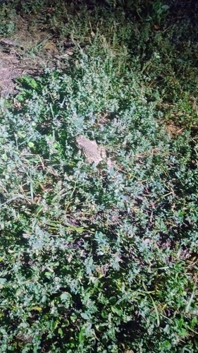 Green Toad