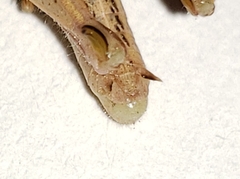 Aptenopedes sphenarioides