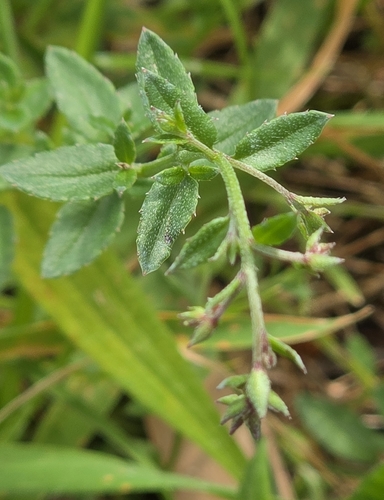 Gonocarpus tetragynus, photograph 5