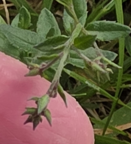 Gonocarpus tetragynus, photograph 6