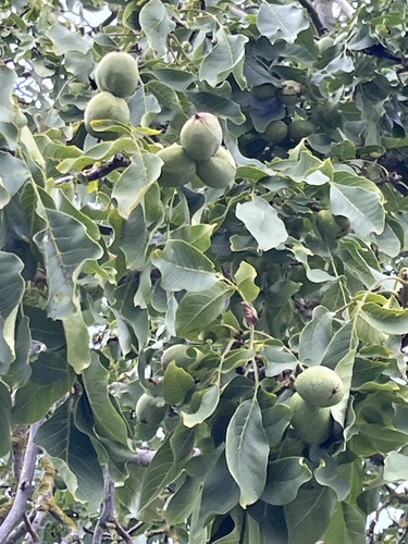 Persian walnut