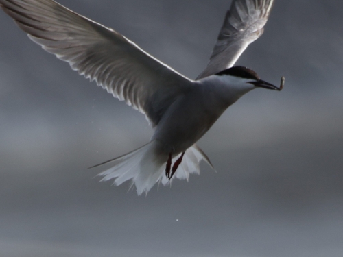 Sterna hirundo observed 2026-09-17