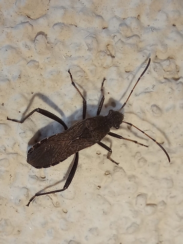 ant bug