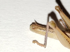 Aptenopedes sphenarioides