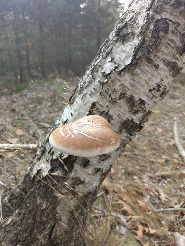 birch polypore