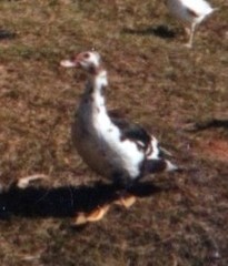 Cairina moschata domestica