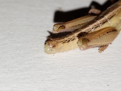 Aptenopedes sphenarioides